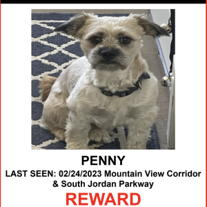 Lost Dog PENNY