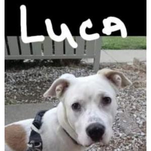 Lost Dog Luca (Grand Puppy)