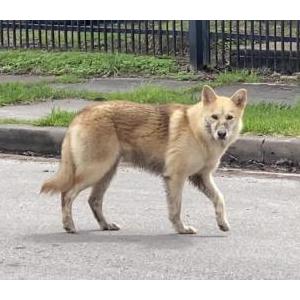 2nd Image of Unknown, Found Dog