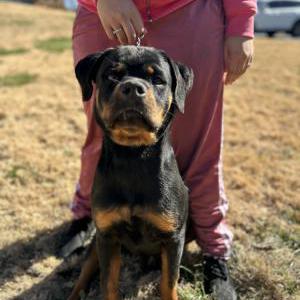Image of Zek, Lost Dog
