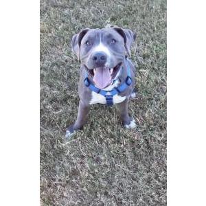 Lost Dog Smokey