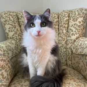 Image of Ollie, Lost Cat
