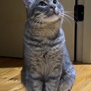 Image of Michi, Lost Cat