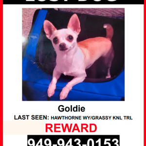 Lost Dog Goldie