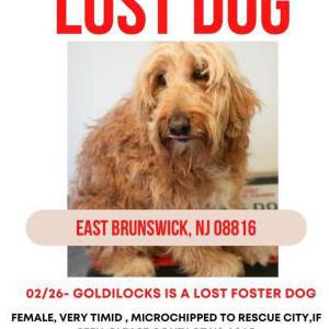 Lost Dog Goldilocks