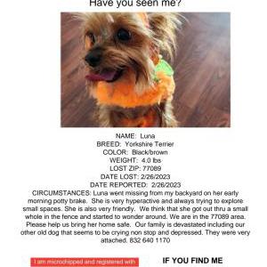 Lost Dog Luna