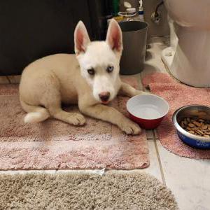 Image of Unknown, Found Dog