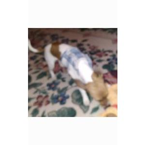 2nd Image of Dixie, Lost Dog