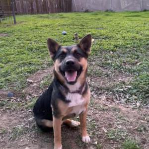 Image of Wilix, Lost Dog