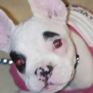 Image of Penny, Lost Dog