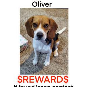 Lost Dog Oliver