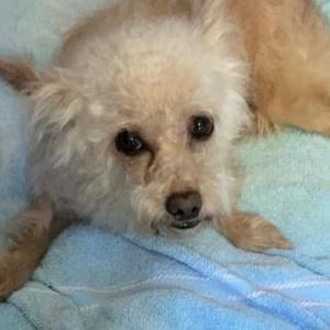Lost Dog Lily Bear