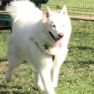 Lost Dog Bolt