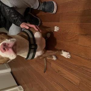 Found Dog Unknown