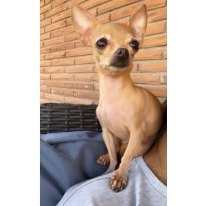 Lost Dog CHITA