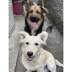 Lost Dog Rocky&Custer