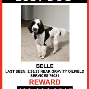 Lost Dog Belle
