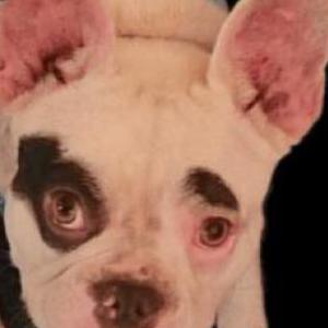 Image of Penny Montgomery, Lost Dog