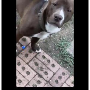 Lost Dog Zues London