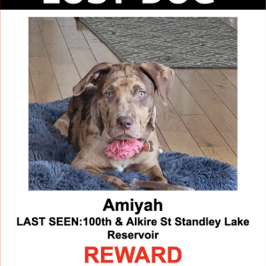 Lost Dog Amiyah