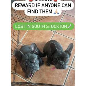 Lost Dog Frenchie