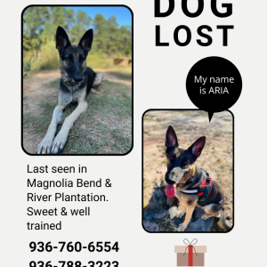 2nd Image of Aria, Lost Dog