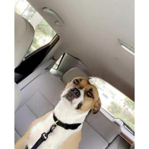 Image of Storm, Lost Dog