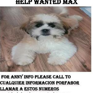 Lost Dog Max