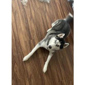 Image of Stella, Lost Dog