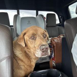 Image of Unknown, Found Dog