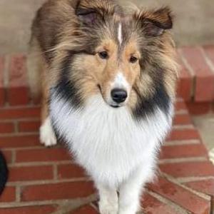 Image of Mattie, Lost Dog