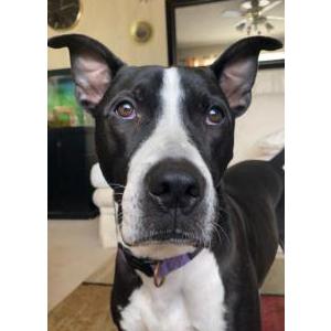 Lost Dog Leo