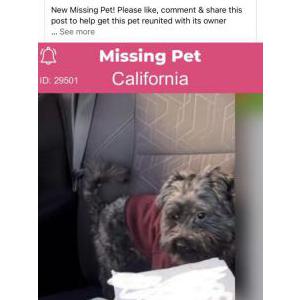 Lost Dog Pancho