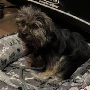 Image of Blaki, Lost Dog