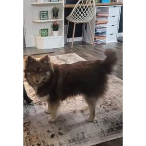 Image of Tayte, Lost Dog