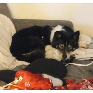 Lost Dog Roxie