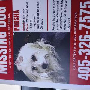 Lost Dog Porscha