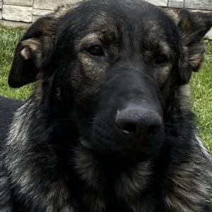 Lost Dog Missing dog