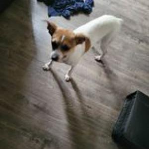 Image of Unknown, Found Dog