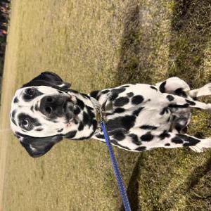 Image of Ember, Lost Dog