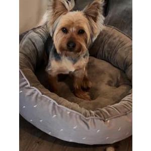 Image of Kodak, Lost Dog