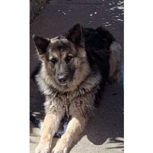 Lost Dog Chábela