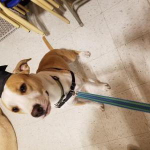 Image of Scout, Lost Dog