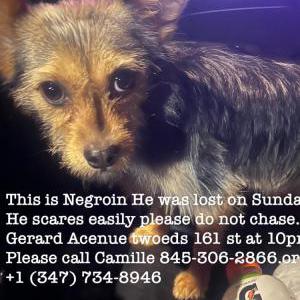 Lost Dog Negrito