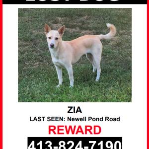 Lost Dog Zia