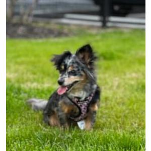 Lost Dog Coco