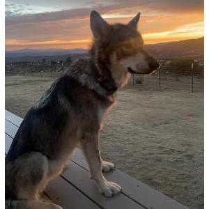 Lost Dog Wolfie