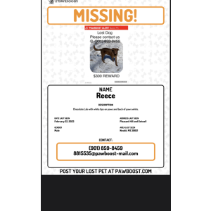 Lost Dog Reece River