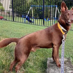 Image of Hershey, Lost Dog