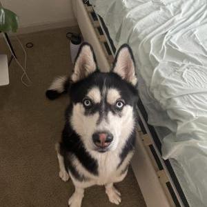 Lost Dog Lokai